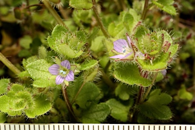 APII jpeg image of Veronica hederifolia  © contact APII