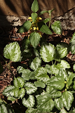 APII jpeg image of Lamium argentatum  © contact APII