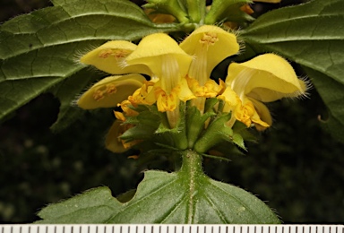 APII jpeg image of Lamium argentatum  © contact APII