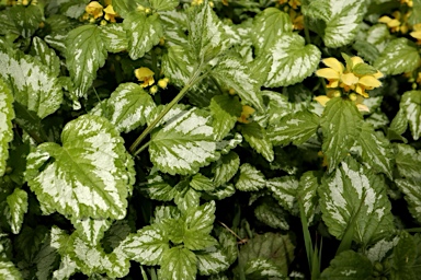 APII jpeg image of Lamium argentatum  © contact APII