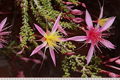 APII jpeg image of Calytrix longiflora  © contact APII
