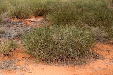 APII jpeg image of Triodia marginata  © contact APII