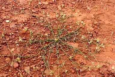 APII jpeg image of Ptilotus modestus  © contact APII