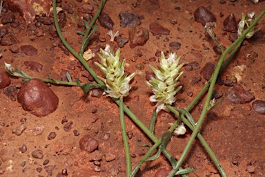 APII jpeg image of Ptilotus modestus  © contact APII