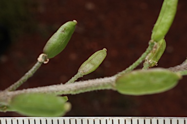 APII jpeg image of Arabidella eremigena  © contact APII