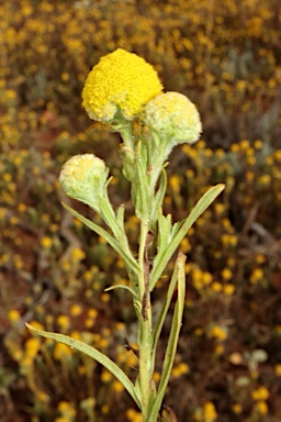 APII jpeg image of Calocephalus knappii  © contact APII