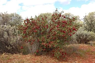 APII jpeg image of Dodonaea petiolaris  © contact APII
