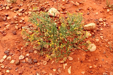 APII jpeg image of Calotis latiuscula  © contact APII