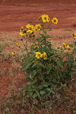 APII jpeg image of Verbesina encelioides  © contact APII