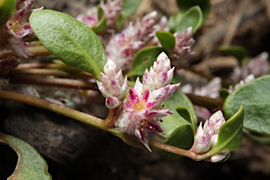 APII jpeg image of Ptilotus murrayi  © contact APII
