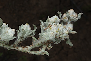 APII jpeg image of Gnaphalium diamantinense  © contact APII