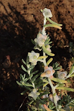 APII jpeg image of Dissocarpus biflorus var. cephalocarpus  © contact APII