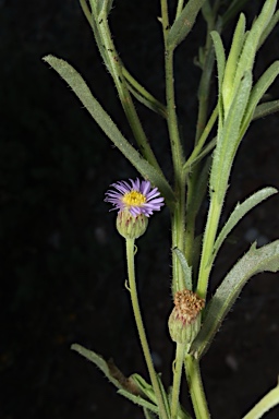 APII jpeg image of Vittadinia arida  © contact APII