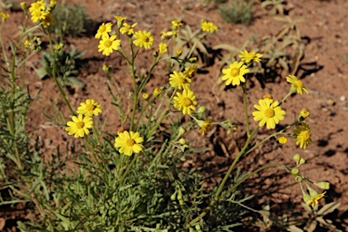APII jpeg image of Senecio brigalowensis  © contact APII