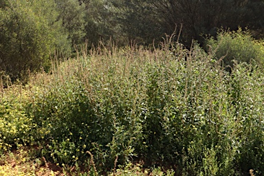 APII jpeg image of Haloragis odontocarpa f. rugosa  © contact APII