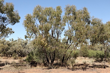 APII jpeg image of Eucalyptus ochrophloia  © contact APII