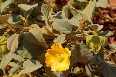 APII jpeg image of Sida platycalyx  © contact APII