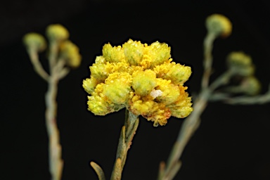 APII jpeg image of Gnephosis arachnoidea  © contact APII