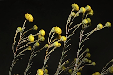 APII jpeg image of Gnephosis arachnoidea  © contact APII