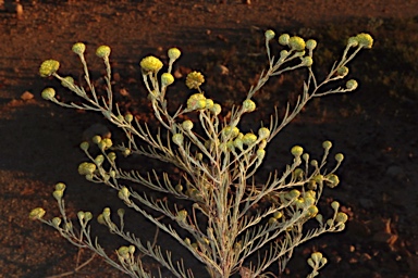 APII jpeg image of Gnephosis arachnoidea  © contact APII