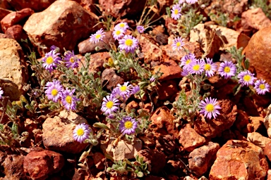 APII jpeg image of Calotis inermis  © contact APII