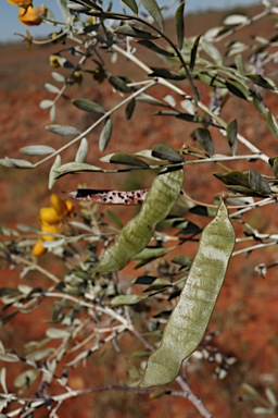APII jpeg image of Senna glutinosa subsp. pruinosa  © contact APII