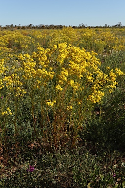 APII jpeg image of Senecio depressicola  © contact APII