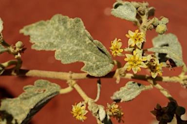 APII jpeg image of Androcalva loxophylla  © contact APII