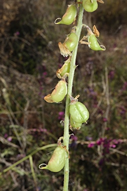 APII jpeg image of Swainsona affinis  © contact APII