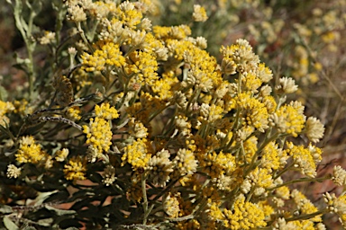 APII jpeg image of Rhodanthe moschata  © contact APII