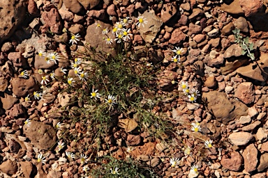 APII jpeg image of Brachyscome eriogona  © contact APII