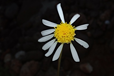 APII jpeg image of Brachyscome eriogona  © contact APII