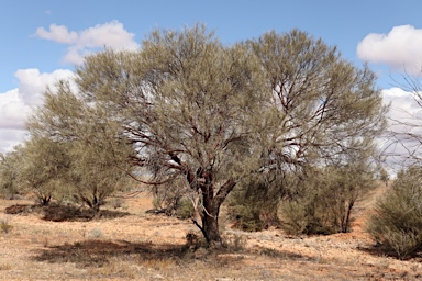 APII jpeg image of Acacia cyperophylla  © contact APII