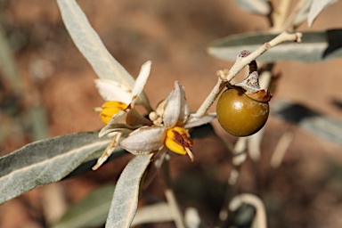 APII jpeg image of Solanum sturtianum  © contact APII