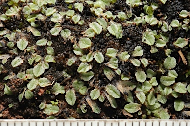 APII jpeg image of Riccia  © contact APII