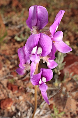 APII jpeg image of Swainsona phacoides  © contact APII