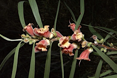 APII jpeg image of Eremophila longifolia  © contact APII