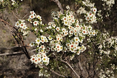 APII jpeg image of Micromyrtus hexamera  © contact APII