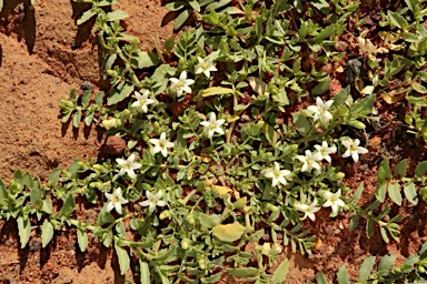 APII jpeg image of Lobelia darlingensis  © contact APII