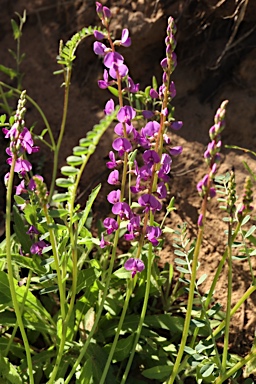 APII jpeg image of Swainsona affinis  © contact APII