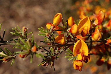 APII jpeg image of Pultenaea microphylla  © contact APII