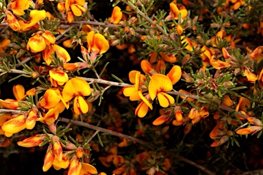 APII jpeg image of Pultenaea microphylla  © contact APII