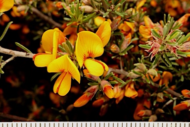 APII jpeg image of Pultenaea microphylla  © contact APII