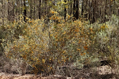 APII jpeg image of Dillwynia sieberi  © contact APII