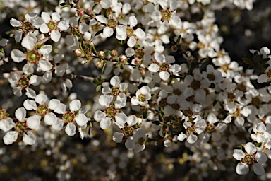 APII jpeg image of Gaudium divaricatum  © contact APII