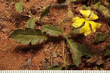 APII jpeg image of Goodenia cycloptera  © contact APII