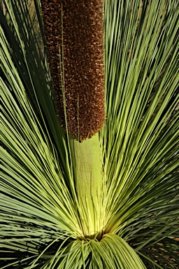 APII jpeg image of Xanthorrhoea glauca subsp. angustifolia  © contact APII