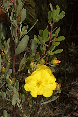 APII jpeg image of Hibbertia obtusifolia  © contact APII