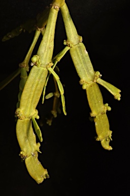 APII jpeg image of Korthalsella rubra subsp. geijericola  © contact APII