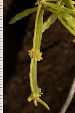 APII jpeg image of Korthalsella rubra subsp. geijericola  © contact APII